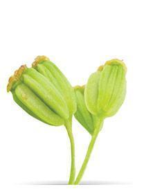 Chinese Angelica (Angelica sinensis)