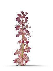 Chinese Rhubarb (Rheum palmatum)